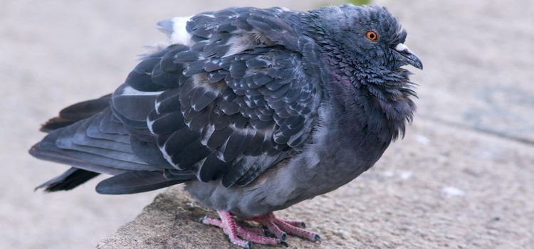 Vogel mit Startschwierigkeiten