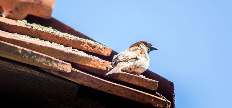 Ein Vogel singt auf einem Dach