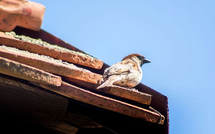 Ein Vogel singt auf einem Dach