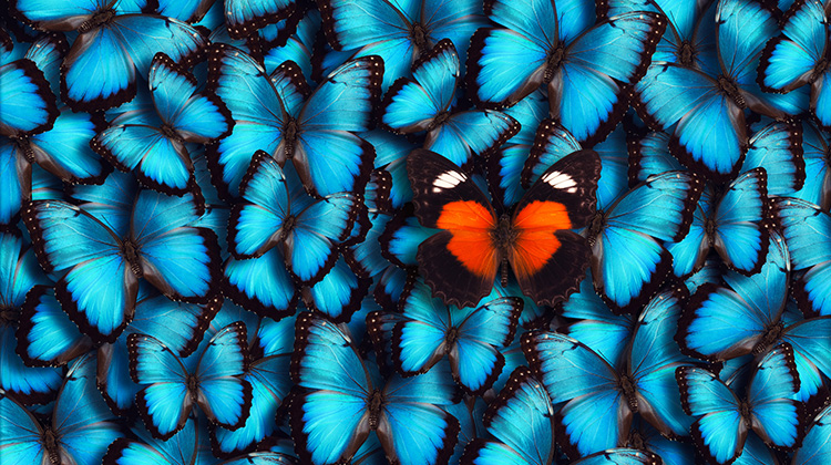 Ein roter Schmetterling inmitten von blauen Schmetterlingen