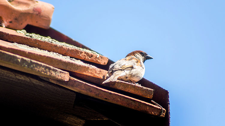 Ein Vogel singt auf einem Dach